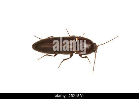 Cliquez sur Beetle (melanotus sp.), isolé sur fond blanc. Banque D'Images