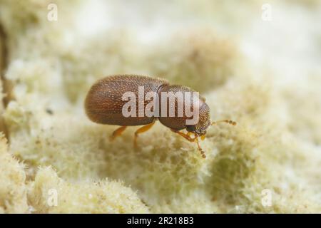 Champignon d'étagère Beetle (CIS sp.) Banque D'Images