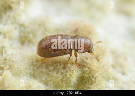 Champignon d'étagère Beetle (CIS sp.) Banque D'Images