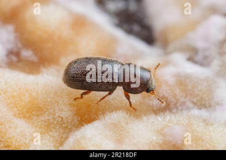 Champignon d'étagère Beetle (CIS sp.) Banque D'Images