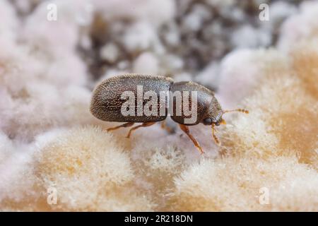 Champignon d'étagère Beetle (CIS sp.) Banque D'Images