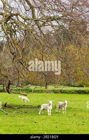 Agneaux du parc Godmersham, Kent Downs, Kent, Angleterre, Royaume-Uni Banque D'Images