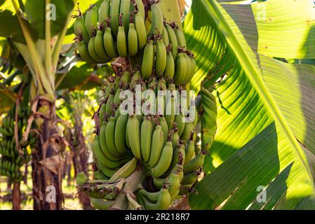 Haute Égypte, Égypte. 14th décembre 2022. Plants de bananes vertes poussant sur une ferme le long du Nil en haute-Égypte, le fruit est une culture intensive en eau dans une région pauvre en eau de l'Afrique (photo par John Wreford/SOPA Images/Sipa USA) crédit: SIPA USA/Alay Live News Banque D'Images