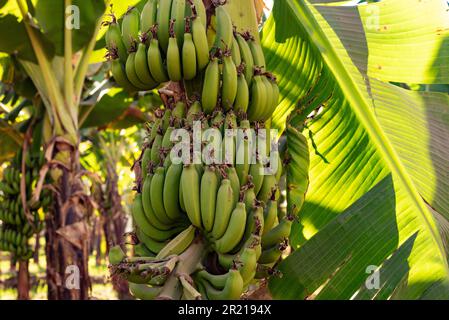 Haute Égypte, Égypte. 14th décembre 2022. Plants de bananes vertes poussant sur une ferme le long du Nil en haute-Égypte, le fruit est une culture intensive en eau dans une région pauvre en eau de l'Afrique (Credit image: © John Wreford/SOPA Images via ZUMA Press Wire) USAGE ÉDITORIAL SEULEMENT! Non destiné À un usage commercial ! Banque D'Images