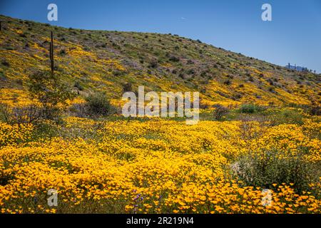 Une vallée pleine ou jaune et orange des coquelicots mexicains un jour de printemps en Arizona Banque D'Images