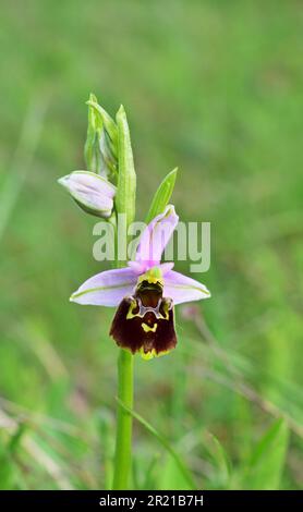 Ophrys holosericea, l'orchidée araignée tardive, verticale Banque D'Images