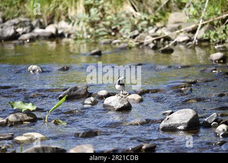 Femelle pied Wagtail (Motacilla alba) perchée sur une pierre dans une rivière, face à la caméra milieu de l'image, tête tournée à droite, au milieu du pays de Galles, Royaume-Uni en mai Banque D'Images