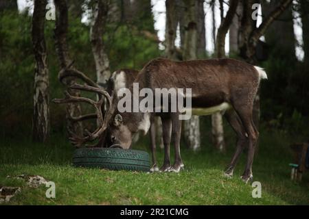 Une antilope gracieuse se tient au-dessus d'un pneu dans un pré verdant. Banque D'Images