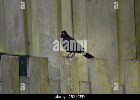 Homme à tête noire (Turdus merula) perché sur la Fence Post face à la caméra, prise à la mi-Galles, au Royaume-Uni à la fin du printemps Banque D'Images