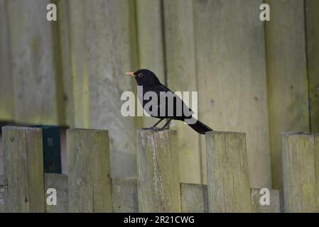 Gros plan image de profil gauche d'un oiseau noir mâle (Turdus merula) perché sur un poste de clôture, pris à la mi-Galles, au Royaume-Uni à la fin du printemps Banque D'Images