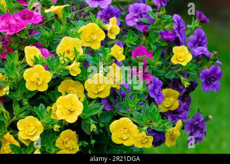 Calibrachoa elegans million Bells beauté fleurs colorées, gros plan. Annuel d'été. Arrière-plan vert flou. Jardin ornemental Trencin, Slovaquie Banque D'Images