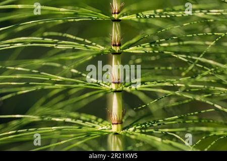 Un fond vert de détail de la tige de la horsetail. Plante sauvage aussi appelée Tolkachik ou Equisetum arvense. Mise au point sélective, zones hors foyer. Banque D'Images