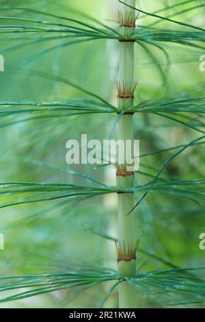 Un fond vert et abstrait de détail de la tige de l'horsetail. Plante sauvage aussi appelée Tolkachik ou Equisetum arvense. Mise au point sélective, zone hors foyer Banque D'Images