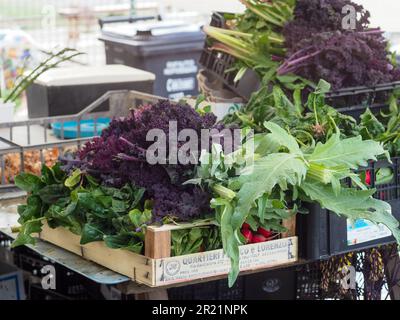 femme agriculteur récoltant des légumes de printemps dans un potager biologique Banque D'Images