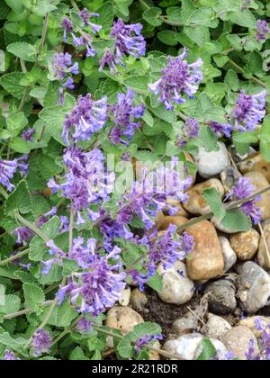 Gros plan de la plante florale naturelle de Nepeta racemosa utile luminescent à la fin du printemps Banque D'Images