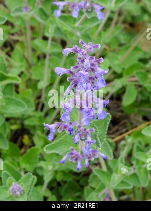 Gros plan de la plante florale naturelle de Nepeta racemosa utile luminescent à la fin du printemps Banque D'Images