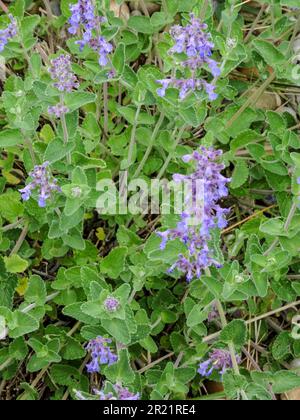 Gros plan de la plante florale naturelle de Nepeta racemosa utile luminescent à la fin du printemps Banque D'Images