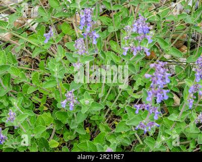 Gros plan de la plante florale naturelle de Nepeta racemosa utile luminescent à la fin du printemps Banque D'Images