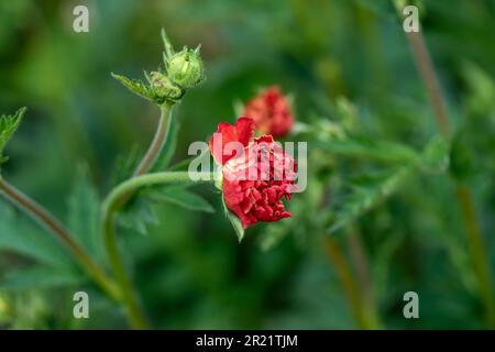 Superbe Geum 'Blazing Sunset', avens 'Blazing Sunset, floraison sous le soleil de printemps. Portrait naturel de plantes à fleurs en gros plan Banque D'Images