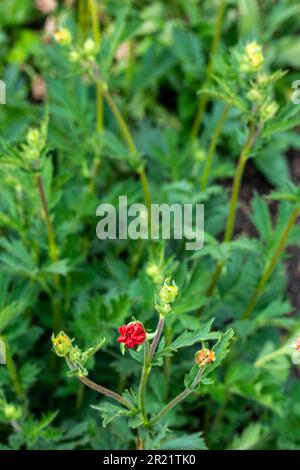 Superbe Geum 'Blazing Sunset', avens 'Blazing Sunset, floraison sous le soleil de printemps. Portrait naturel de plantes à fleurs en gros plan Banque D'Images