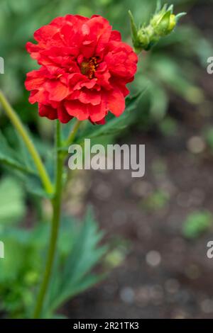 Superbe Geum 'Blazing Sunset', avens 'Blazing Sunset, floraison sous le soleil de printemps. Portrait naturel de plantes à fleurs en gros plan Banque D'Images