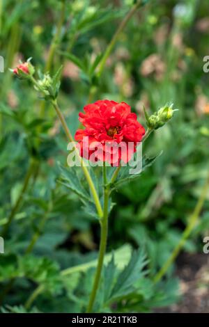 Superbe Geum 'Blazing Sunset', avens 'Blazing Sunset, floraison sous le soleil de printemps. Portrait naturel de plantes à fleurs en gros plan Banque D'Images