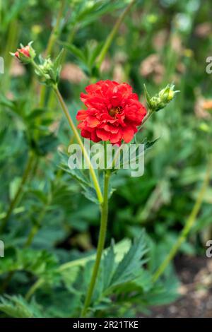 Superbe Geum 'Blazing Sunset', avens 'Blazing Sunset, floraison sous le soleil de printemps. Portrait naturel de plantes à fleurs en gros plan Banque D'Images