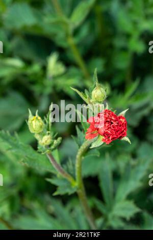 Superbe Geum 'Blazing Sunset', avens 'Blazing Sunset, floraison sous le soleil de printemps. Portrait naturel de plantes à fleurs en gros plan Banque D'Images