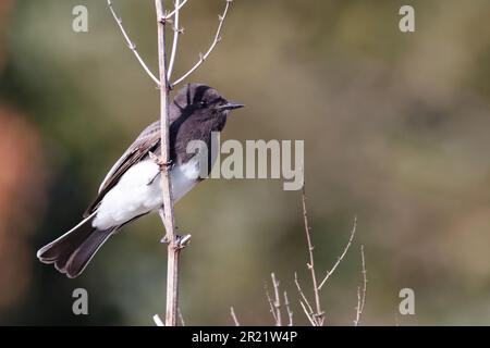 Gros plan d'un phoebe noir perché sur une tige de plante. Sayornis nigricans. Banque D'Images