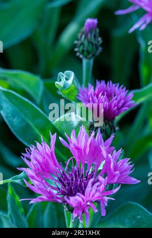 Joli Centaurea Montana - Joyce. Portrait naturel de plantes architecturales en gros plan Banque D'Images