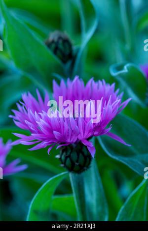 Joli Centaurea Montana - Joyce. Portrait naturel de plantes architecturales en gros plan Banque D'Images