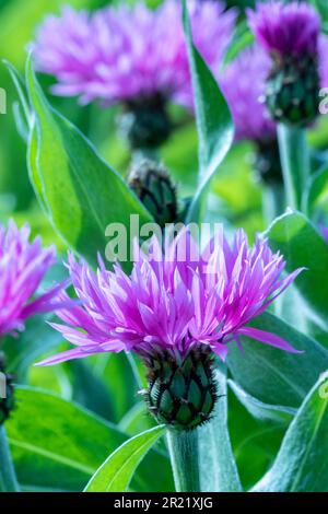 Joli Centaurea Montana - Joyce. Portrait naturel de plantes architecturales en gros plan Banque D'Images