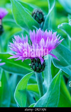 Joli Centaurea Montana - Joyce. Portrait naturel de plantes architecturales en gros plan Banque D'Images