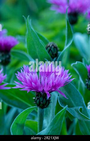 Joli Centaurea Montana - Joyce. Portrait naturel de plantes architecturales en gros plan Banque D'Images