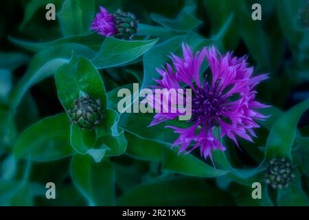 Joli Centaurea Montana - Joyce. Portrait naturel de plantes architecturales en gros plan Banque D'Images
