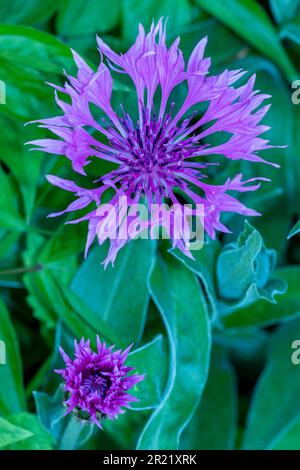 Joli Centaurea Montana - Joyce. Portrait naturel de plantes architecturales en gros plan Banque D'Images