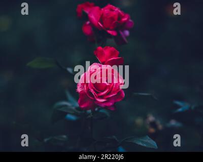 Un arrangement vibrant et luxuriant de roses rouges sur un fond sombre. Banque D'Images