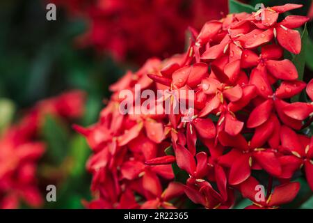 Ixora coccinea (également connue sous le nom de géranium de la jungle, flamme des bois ou flamme de la jungle ou pendule) est une espèce de plante à fleurs de la famille des Rubiaceae Banque D'Images