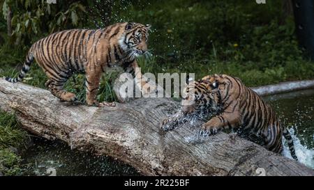 Zac et Crispin jouent près de l'eau au zoo de Londres. Banque D'Images