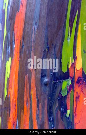 Belle nature de gros plan isolé couleurs de l'écorce d'un arc-en-ciel Eucalyptus à Hawaï. Banque D'Images