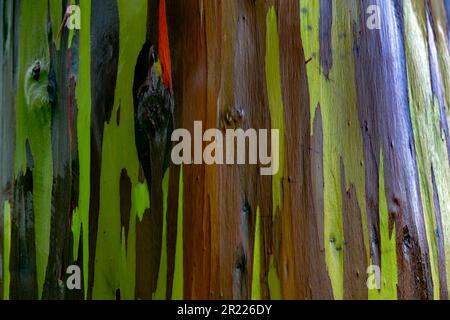 Belle nature de gros plan isolé couleurs de l'écorce d'un arc-en-ciel Eucalyptus à Hawaï. Banque D'Images