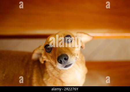 petit chien de dachshund attentif, avec un regard actif vers le haut et les oreilles vers le bas de couleur jaune et de race mixte Banque D'Images