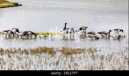 Les Bernaches craveuses fourragère à North Bull Island, Dublin, Irlande. Oiseaux migrateurs d'hiver de l'extrême-Arctique canadien 'Branta bernicla hrota' Banque D'Images