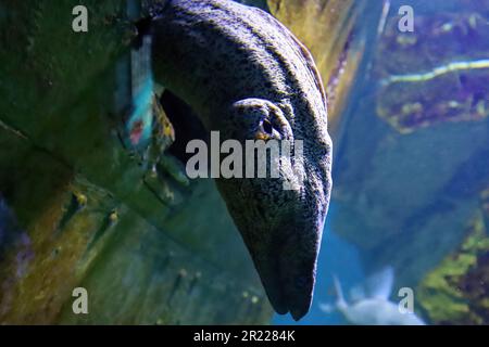 Le visage d'une anguille moray méditerranéenne en gros plan, poissons populaires en aquaculture, milieu marin. Banque D'Images