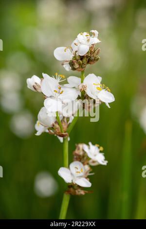 Gros plan d'une fleur de grandiflora libertia en fleur Banque D'Images