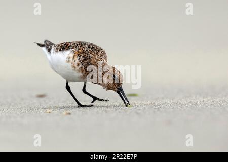 sanderling (Calidris alba), à la recherche de nourriture sur la plage, Norvège Banque D'Images