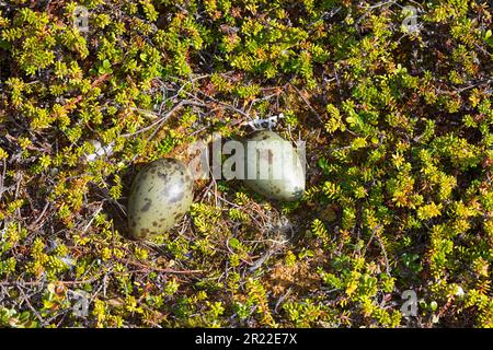 Parasite Jaeger, Arctic Skua, parasite Skua (Stercorarius parasiticus), oeufs dans la toundra, Norvège Banque D'Images