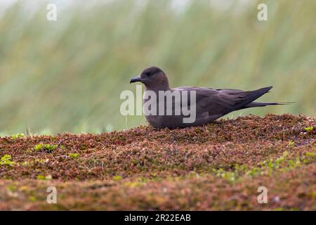 Parasite Jaeger, Arctic Skua, parasite Skua (Stercorarius parasiticus), couché, mue foncé, Norvège Banque D'Images