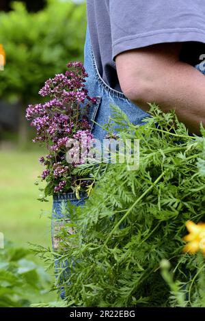 Origanum sauvage, marjoram sauvage (Origanum vulgare), femme dans un jardin avec origanum recueilli dans la poche à pantalon, Allemagne Banque D'Images