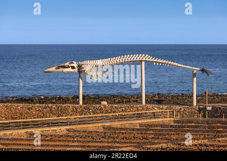 Cachalot, grand cachalot, rorqual spermacé, cachalote (Physeter macrocephalus, Physeter catodon), squelette d'un cachalot près de Casas de las Banque D'Images